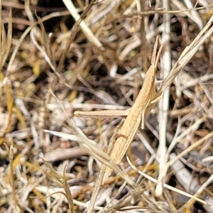 Acrida conica at Kuringa Woodlands - 3 Dec 2023 12:56 PM