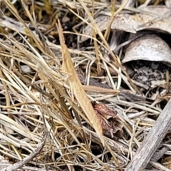 Acrida conica at Kuringa Woodlands - 3 Dec 2023