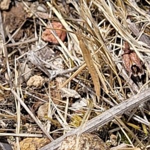 Acrida conica at Kuringa Woodlands - 3 Dec 2023 12:56 PM