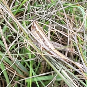 Macrotona australis at Kuringa Woodlands - 3 Dec 2023