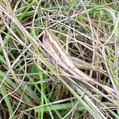 Macrotona australis (Common Macrotona Grasshopper) at Fraser, ACT - 3 Dec 2023 by trevorpreston