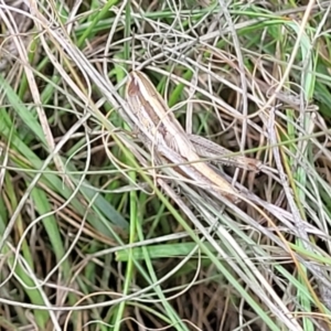 Macrotona australis at Kuringa Woodlands - 3 Dec 2023