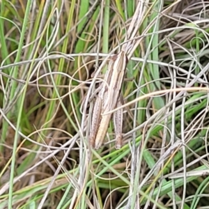 Macrotona australis at Kuringa Woodlands - 3 Dec 2023