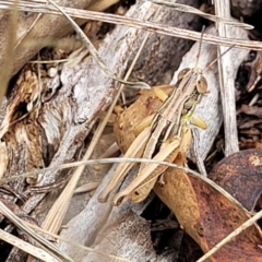 Praxibulus sp. (genus) at Kuringa Woodlands - 3 Dec 2023