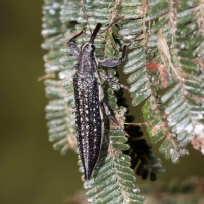 Rhinotia sp. in semipunctata group (A belid weevil) at Belconnen, ACT - 3 Dec 2023 by AlisonMilton
