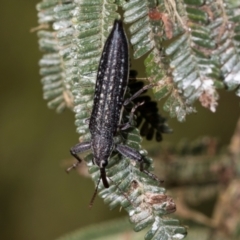 Rhinotia sp. in semipunctata group at Mount Painter - 3 Dec 2023