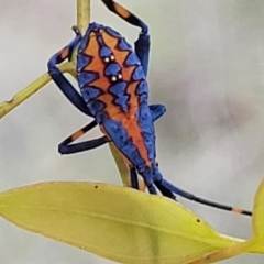 Amorbus sp. (genus) (Eucalyptus Tip bug) at Kuringa Woodlands - 3 Dec 2023 by trevorpreston