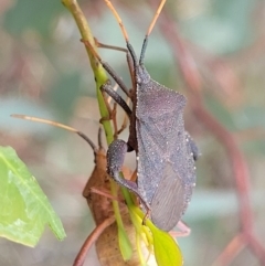 Amorbus sp. (genus) at Kuringa Woodlands - 3 Dec 2023 12:50 PM