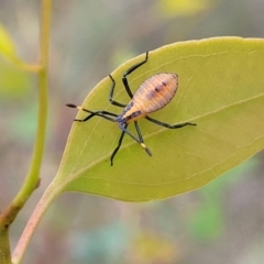 Amorbus sp. (genus) at Kuringa Woodlands - 3 Dec 2023 12:50 PM