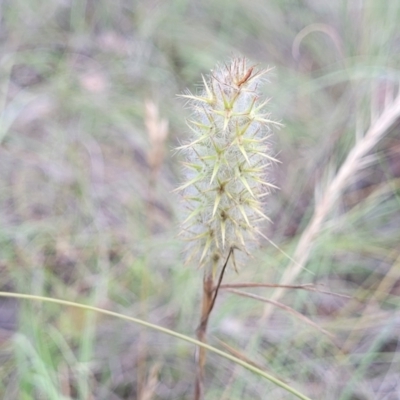 Trifolium angustifolium (Narrowleaf Clover) at Kuringa Woodlands - 3 Dec 2023 by trevorpreston