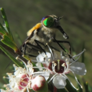 Scaptia (Scaptia) auriflua at Block 402 - 2 Dec 2023