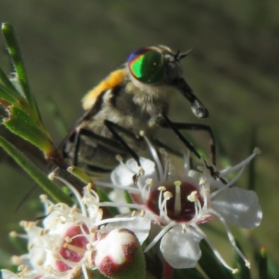 Scaptia (Scaptia) auriflua (A flower-feeding march fly) at Block 402 - 2 Dec 2023 by Christine