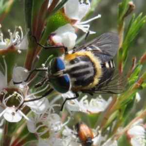 Scaptia (Scaptia) auriflua at Bluetts Block (402, 403, 12, 11) - 2 Dec 2023 02:30 PM