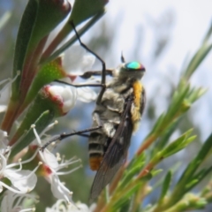 Scaptia (Scaptia) auriflua at Bluetts Block (402, 403, 12, 11) - 2 Dec 2023 02:30 PM