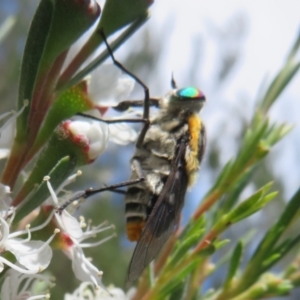 Scaptia (Scaptia) auriflua at Bluetts Block (402, 403, 12, 11) - 2 Dec 2023 02:30 PM