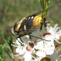 Scaptia (Scaptia) auriflua at Block 402 - 2 Dec 2023