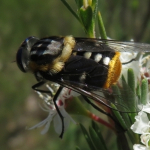 Scaptia (Scaptia) auriflua at Block 402 - 2 Dec 2023