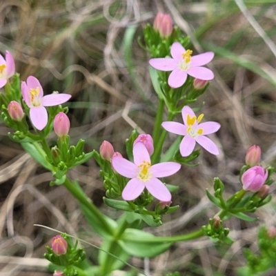 Centaurium erythraea (Common Centaury) at Kuringa Woodlands - 3 Dec 2023 by trevorpreston