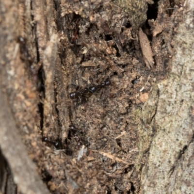 Papyrius sp. (genus) (A Coconut Ant) at Belconnen, ACT - 2 Dec 2023 by AlisonMilton