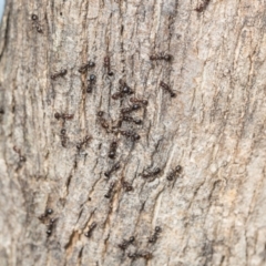 Papyrius sp. (genus) at Mount Painter - suppressed