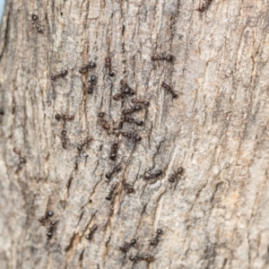 Papyrius sp. (genus) at Mount Painter - 3 Dec 2023