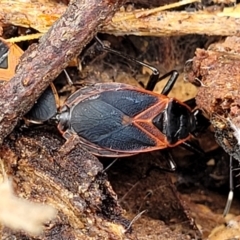 Dindymus circumcinctus (Bordered harlequin bug) at Spence, ACT - 3 Dec 2023 by trevorpreston