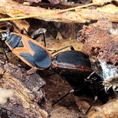 Dindymus circumcinctus at Kuringa Woodlands - 3 Dec 2023