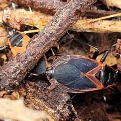 Dindymus circumcinctus at Kuringa Woodlands - 3 Dec 2023