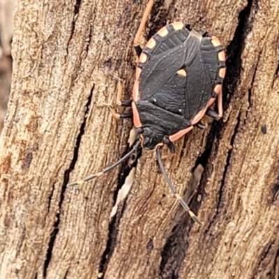 Diemenia rubromarginata (Pink-margined bug) at Spence, ACT - 3 Dec 2023 by trevorpreston