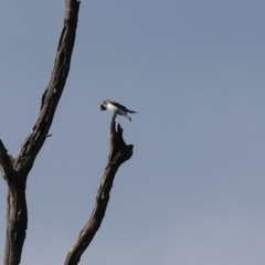 Artamus leucorynchus (White-breasted Woodswallow) at Wonga Wetlands - 1 Dec 2023 by KylieWaldon