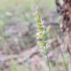 Dactylis glomerata (Cocksfoot) at Kuringa Woodlands - 3 Dec 2023 by trevorpreston