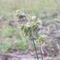 Dactylis glomerata at Kuringa Woodlands - 3 Dec 2023