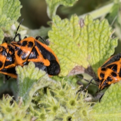 Agonoscelis rutila (Horehound bug) at Mount Painter - 2 Dec 2023 by AlisonMilton