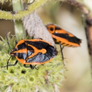 Agonoscelis rutila at Mount Painter - 3 Dec 2023