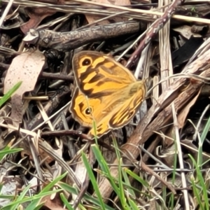 Heteronympha merope at Kuringa Woodlands - 3 Dec 2023