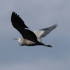 Egretta novaehollandiae (White-faced Heron) at Albury - 2 Dec 2023 by KylieWaldon
