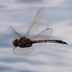 Hemicordulia tau (Tau Emerald) at Wonga Wetlands - 2 Dec 2023 by KylieWaldon