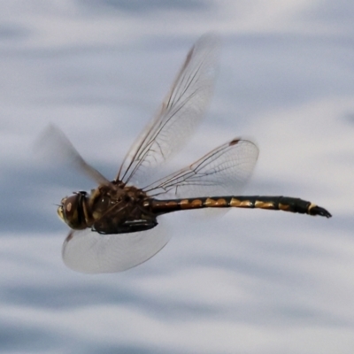 Hemicordulia tau (Tau Emerald) at Wonga Wetlands - 1 Dec 2023 by KylieWaldon