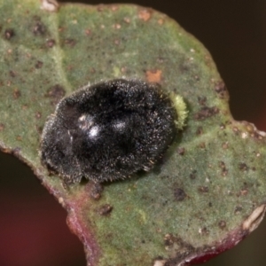 Coccinellidae (family) at Mount Painter - 3 Dec 2023