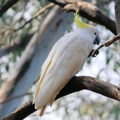 Cacatua galerita (Sulphur-crested Cockatoo) at Wonga Wetlands - 1 Dec 2023 by KylieWaldon