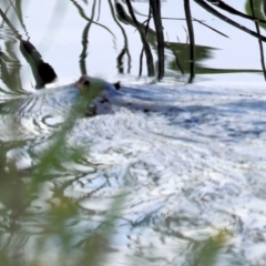 Hydromys chrysogaster (Rakali or Water Rat) at Wonga Wetlands - 1 Dec 2023 by KylieWaldon