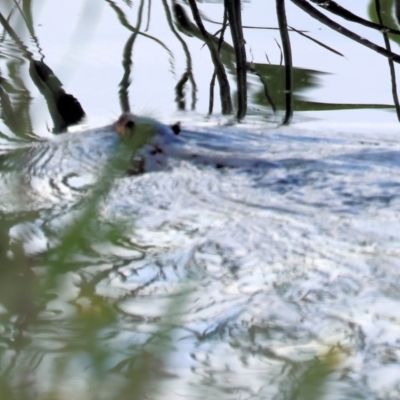 Hydromys chrysogaster (Rakali or Water Rat) at Wonga Wetlands - 1 Dec 2023 by KylieWaldon