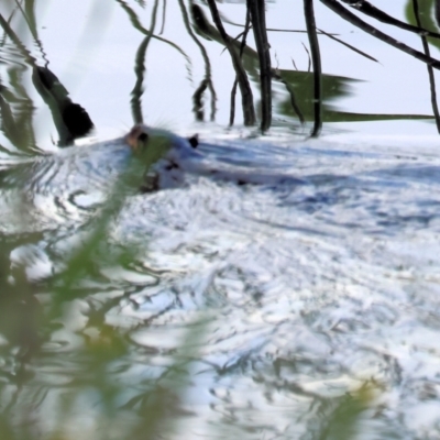 Hydromys chrysogaster (Rakali or Water Rat) at Wonga Wetlands - 2 Dec 2023 by KylieWaldon