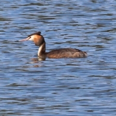 Podiceps cristatus (Great Crested Grebe) at Wonga Wetlands - 1 Dec 2023 by KylieWaldon