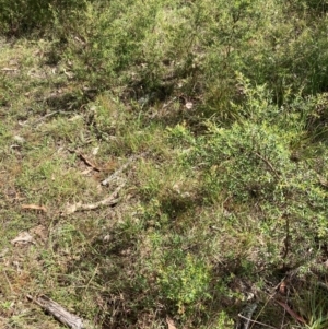 Leptospermum polygalifolium subsp. polygalifolium at Flea Bog Flat, Bruce - 3 Dec 2023 04:02 PM