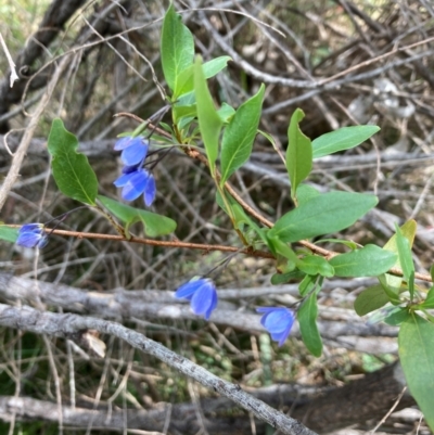 Billardiera heterophylla (Western Australian Bluebell Creeper) at Bruce, ACT - 3 Dec 2023 by lyndallh