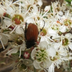 Phyllotocus rufipennis (Nectar scarab) at Block 402 - 1 Dec 2023 by Christine