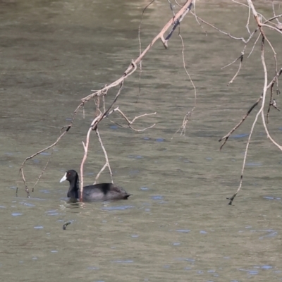 Fulica atra (Eurasian Coot) at Wonga Wetlands - 1 Dec 2023 by KylieWaldon