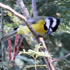 Falcunculus frontatus (Eastern Shrike-tit) at Wonga Wetlands - 1 Dec 2023 by KylieWaldon