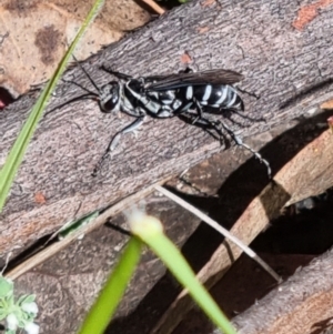 Tachysphex sp. (genus) at Namadgi National Park - 3 Dec 2023